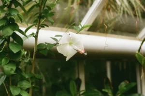 Cambridge Botanic Garden GenAI
